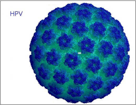 virus HPV gay sui mao ga